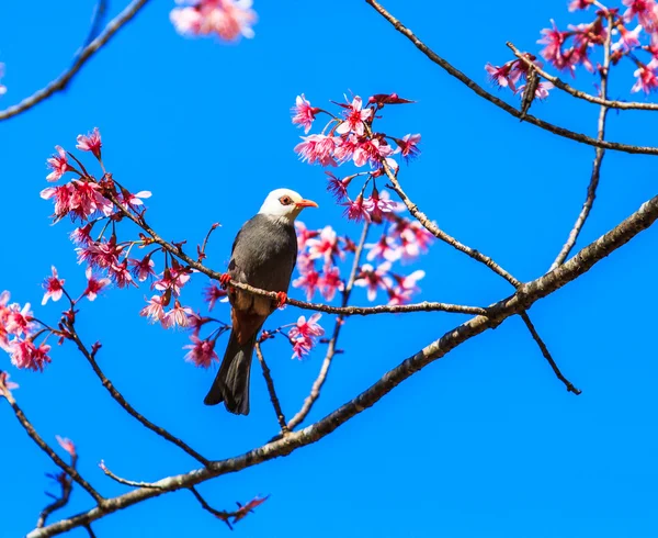 Vogel op de kersenbloesem en sakura — Stockfoto