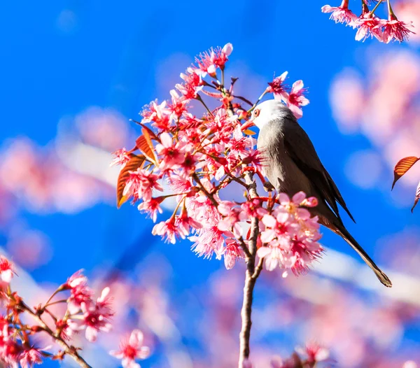 Fågel på körsbärsblommor och sakura — Stockfoto