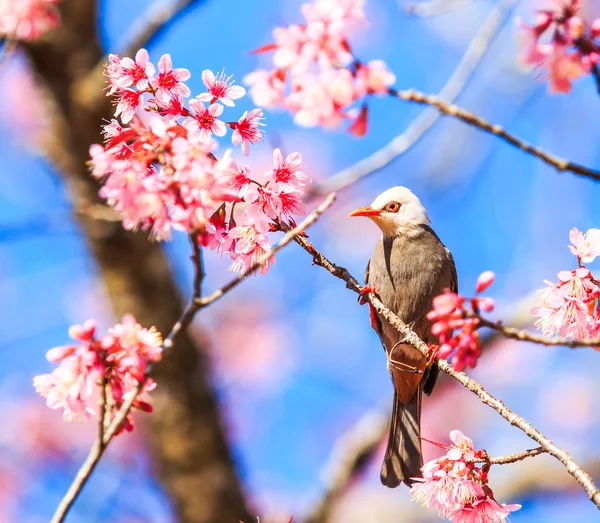 Πουλί στο κεράσι ανθίσει και sakura — Φωτογραφία Αρχείου