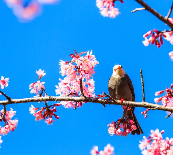 Pássaro em flor de cereja e sakura — Fotografia de Stock