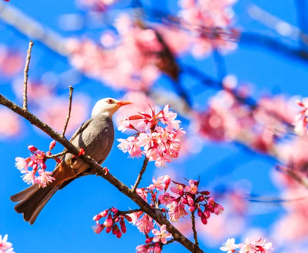 Bird on Cherry Blossom and sakura — Stock Photo, Image