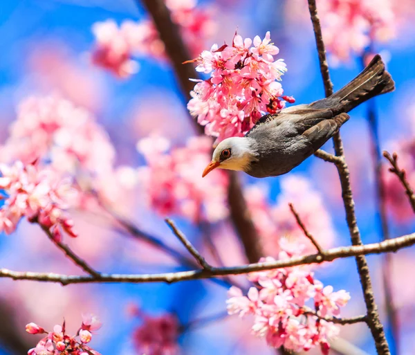 Pták na rozkvetlou třešní a sakura — Stock fotografie