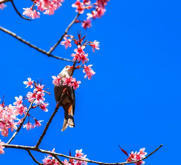 Oiseau sur la fleur de cerisier et sakura — Photo