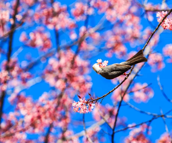 Pássaro em flor de cereja e sakura — Fotografia de Stock