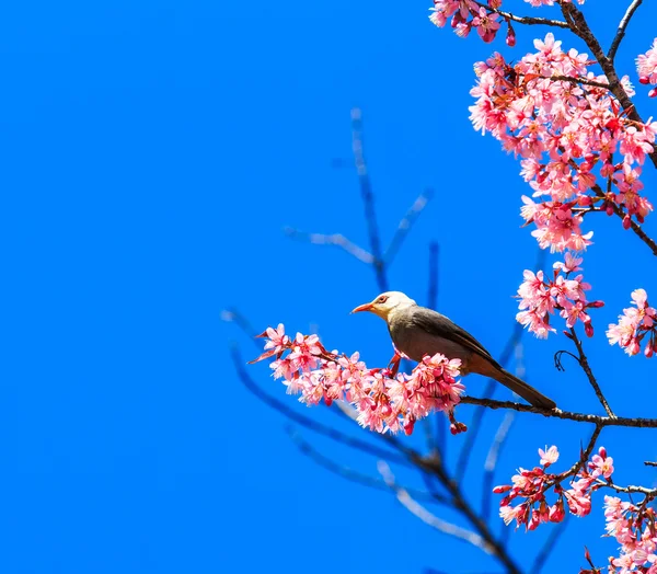 Pták na rozkvetlou třešní a sakura — Stock fotografie