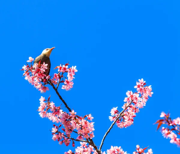 Pássaro em flor de cereja e sakura — Fotografia de Stock