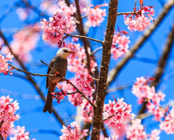Pták na rozkvetlou třešní a sakura — Stock fotografie