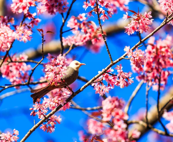 Pták na višňovém květu — Stock fotografie