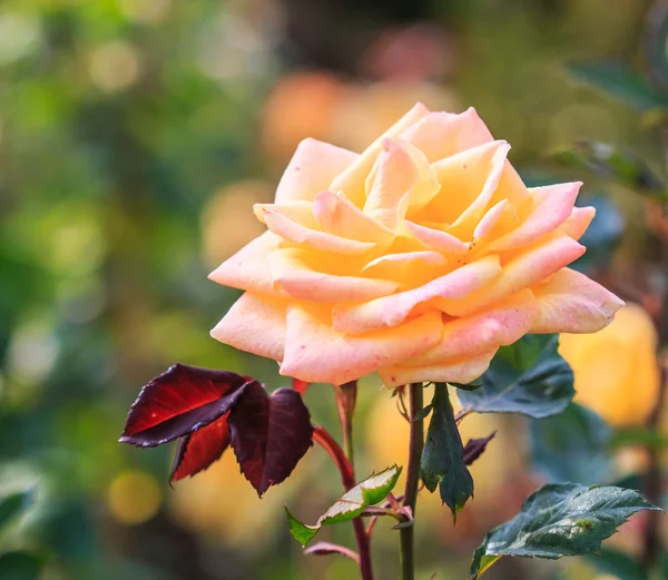 Beautiful roses — Stock Photo, Image