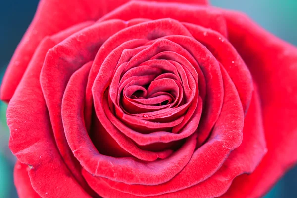 Red rose — Stock Photo, Image