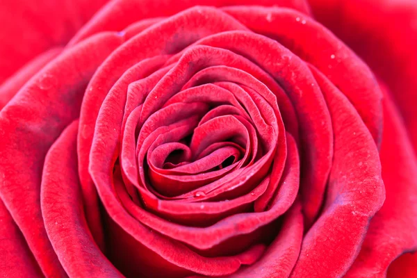 Red rose — Stock Photo, Image