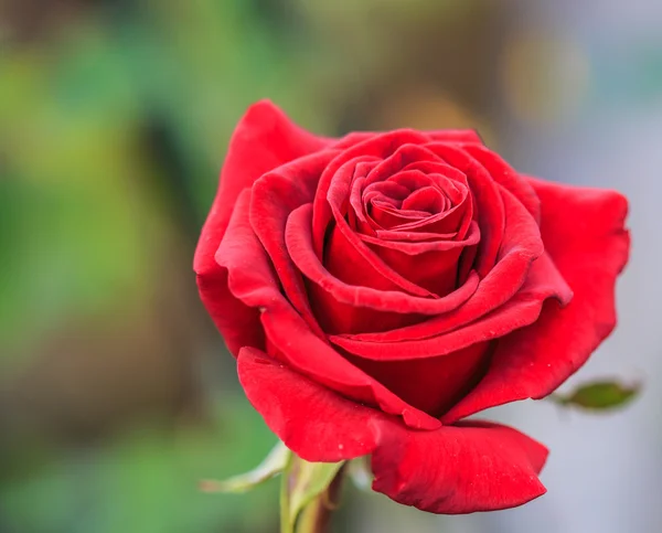 Lindas rosas — Fotografia de Stock