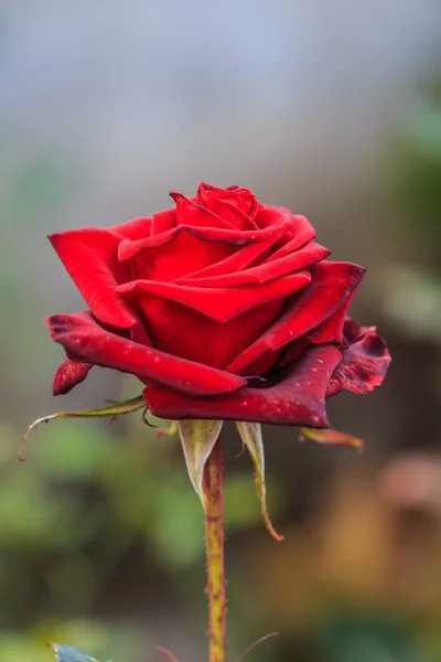 Lindas rosas — Fotografia de Stock