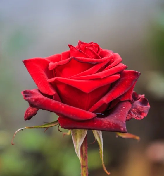 Smukke roser - Stock-foto