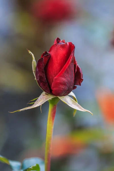 Lindas rosas — Fotografia de Stock