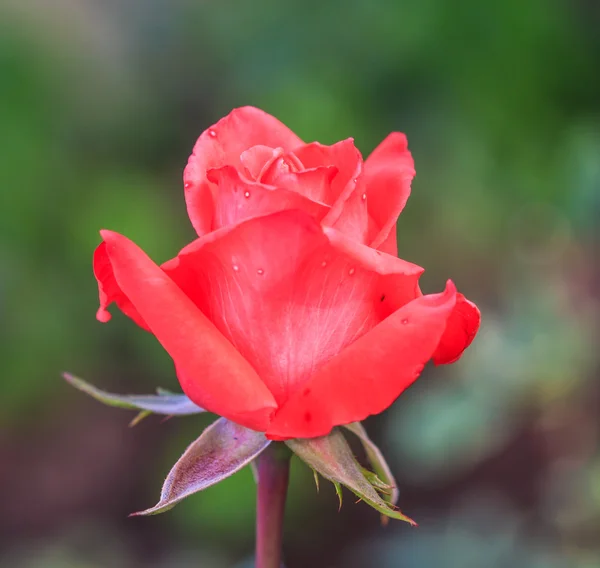 Lindas rosas — Fotografia de Stock