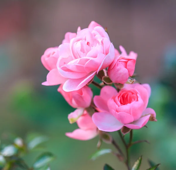 Lindas rosas — Fotografia de Stock