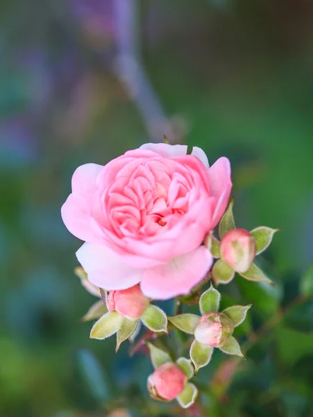 Lindas rosas — Fotografia de Stock