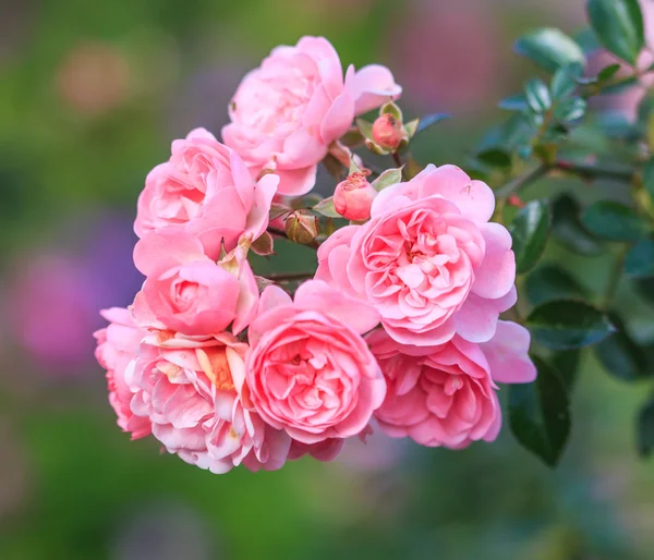 Lindas rosas — Fotografia de Stock