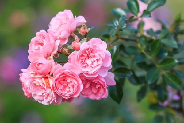 Lindas rosas — Fotografia de Stock