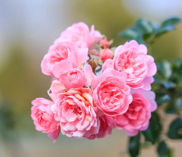 Lindas rosas — Fotografia de Stock