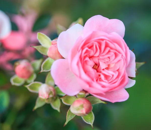 Lindas rosas — Fotografia de Stock