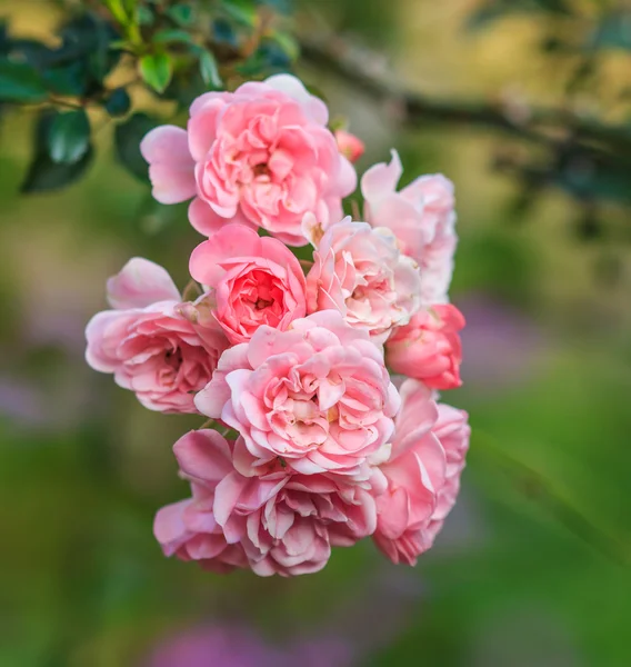 Lindas rosas — Fotografia de Stock