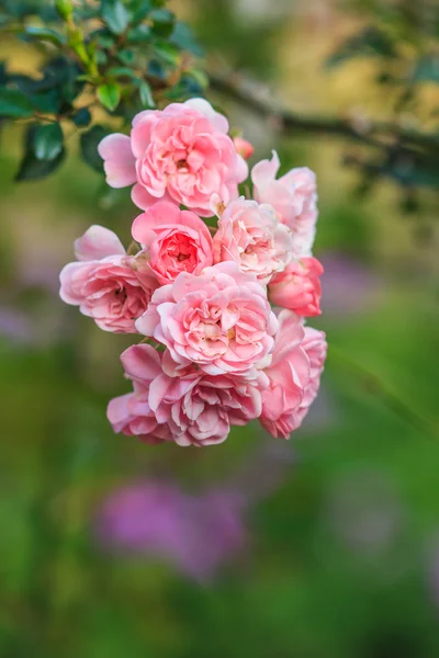 Lindas rosas — Fotografia de Stock