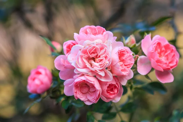 Lindas rosas — Fotografia de Stock