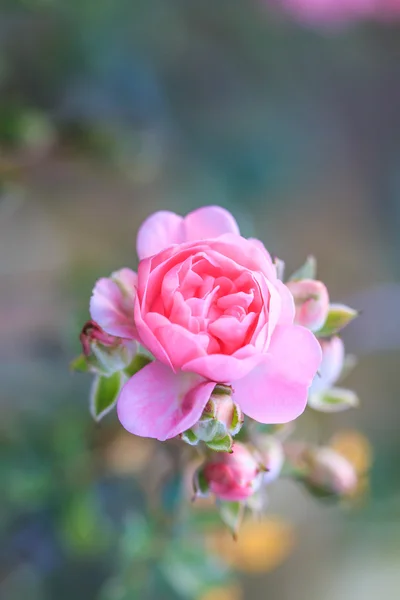 Beautiful roses — Stock Photo, Image