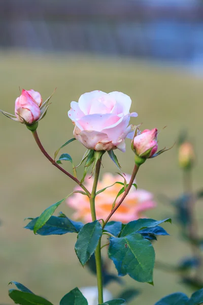 Vackra rosor — Stockfoto