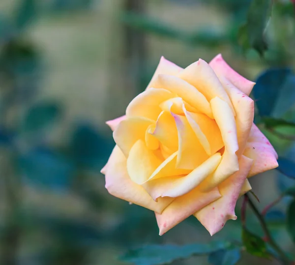 Lindas rosas — Fotografia de Stock