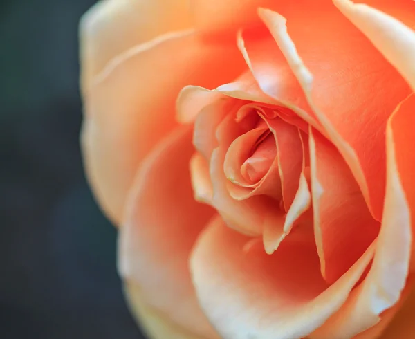 Beautiful roses — Stock Photo, Image