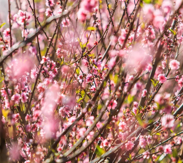 Pembe şeftali çiçeği — Stok fotoğraf