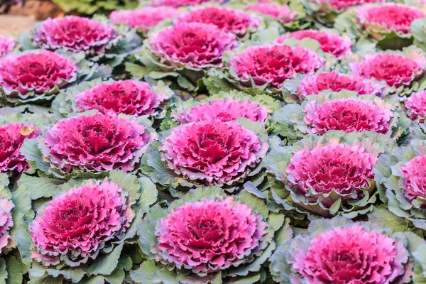 Dekoratív lila káposzta vagy kelkáposzta — Stock Fotó