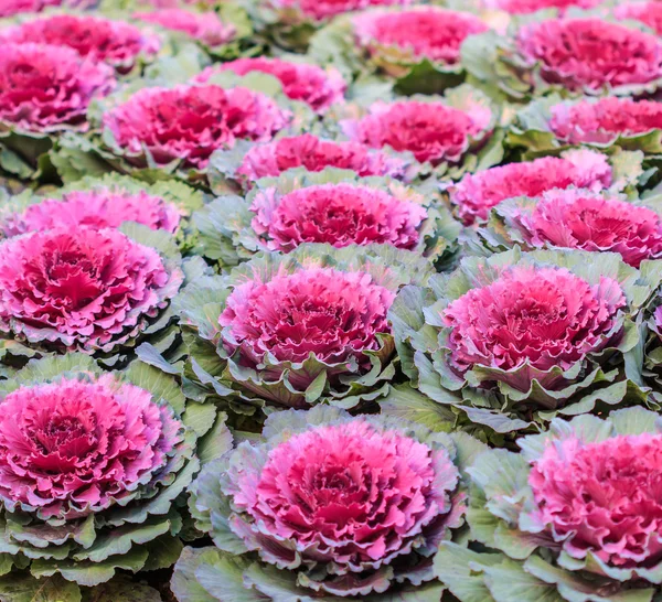 Decorative purple cabbage or kale — Stock Photo, Image