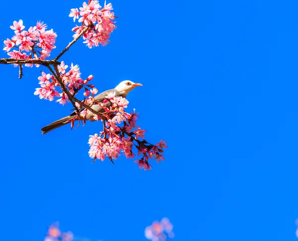 Oiseau sur fleur de cerisier — Photo