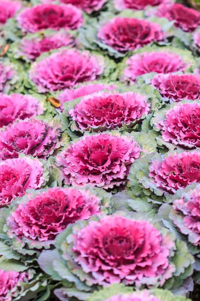 Decorative purple cabbage or kale — Stock Photo, Image