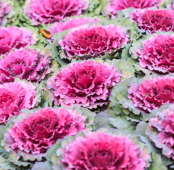 Decorative purple cabbage or kale — Stock Photo, Image