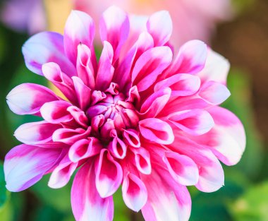 renkli dahlia çiçeği