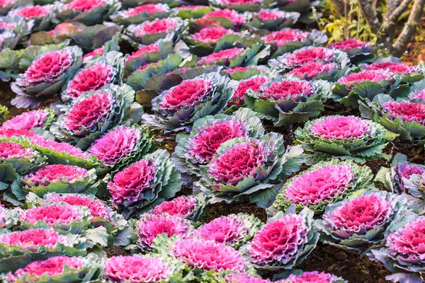 Decorative purple cabbage or kale — Stock Photo, Image