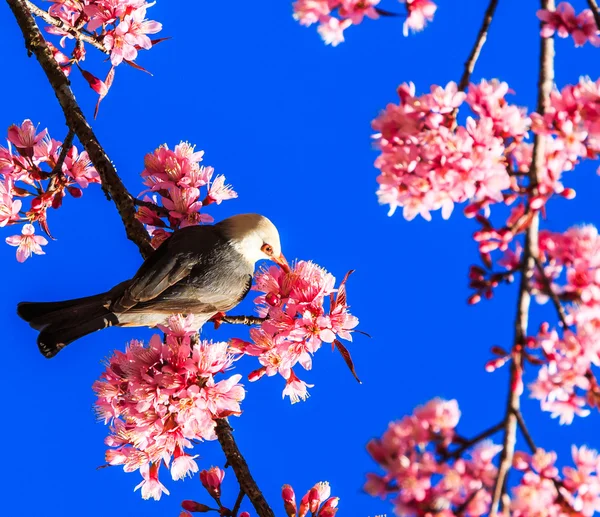 Fågel på körsbärsblomma — Stockfoto