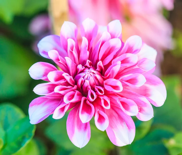 Colorful dahlia flower — Stock Photo, Image