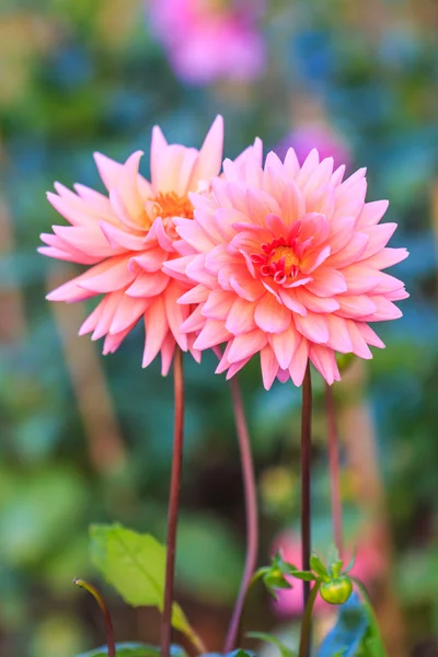 Bunte Dahlienblüte — Stockfoto