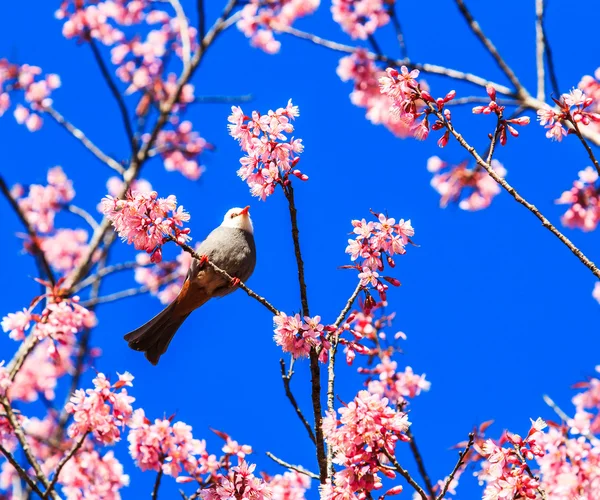 Pássaro em flor de cereja — Fotografia de Stock