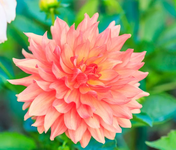 Kleurrijke dahlia bloem — Stockfoto