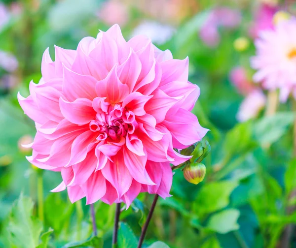 Kleurrijke dahlia bloem — Stockfoto