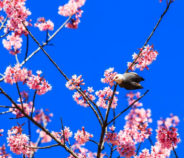 Uccello in fiore di ciliegio — Foto Stock