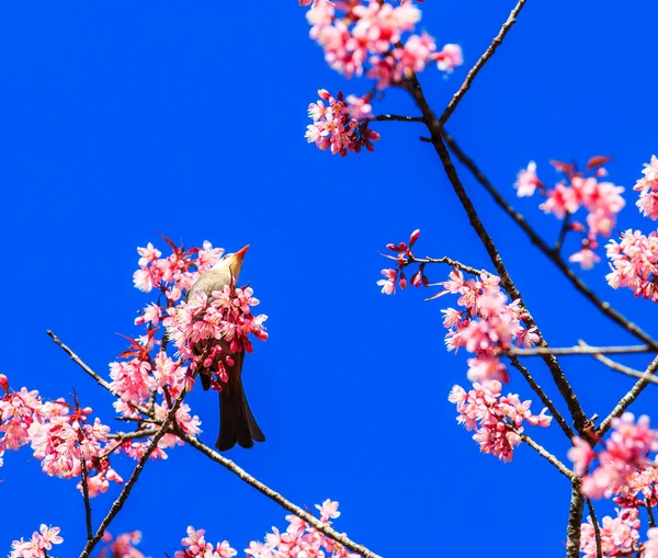 Vogel op kersenbloesem — Stockfoto