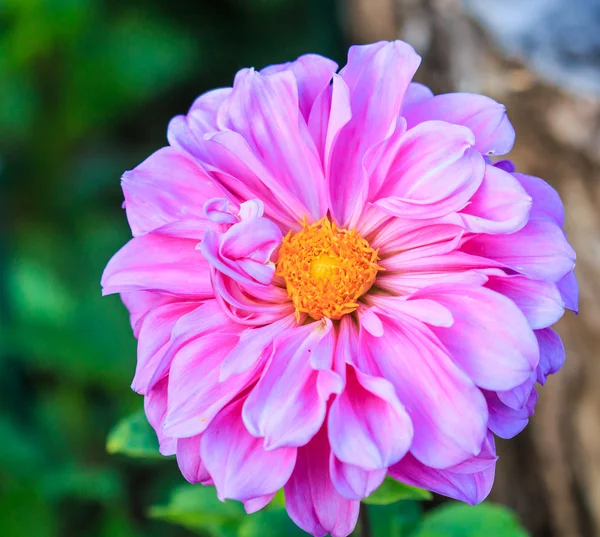 Bunte Dahlienblüte — Stockfoto